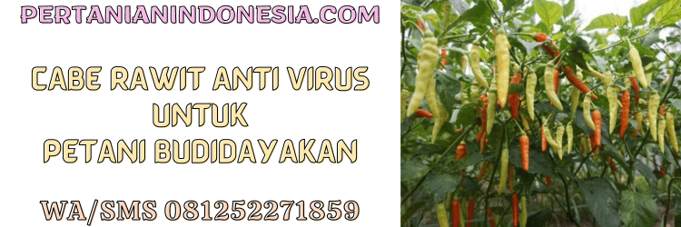 cabe rawit,antivirus,cabe rawit antivirus,petani,cabai rawit